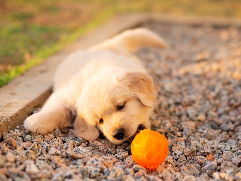 Golden Retrievers are the dog breed with the second biggest puppy to adult height growth with on average a 267 per cent increase in height.