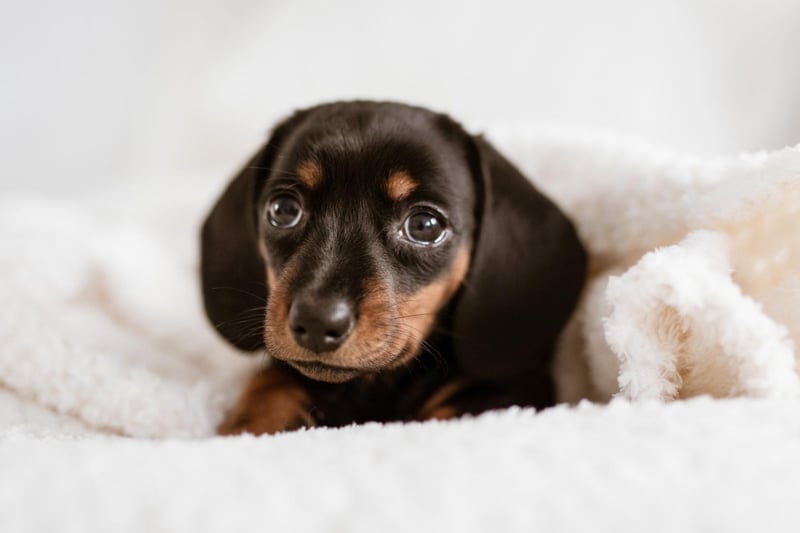 The willful but adorable Dachshund has proved popular this year. Brits particularly like the miniature smooth-coated type of sausage dog.