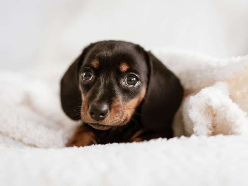 The willful but adorable Dachshund has proved popular this year. Brits particularly like the miniature smooth-coated type of sausage dog.