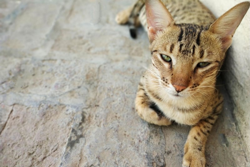 The Savannah breed can live between 12 and 20 years - incredible for a cat! These cats are recommended only for experienced cat owners, as they are part serval and part domestic.