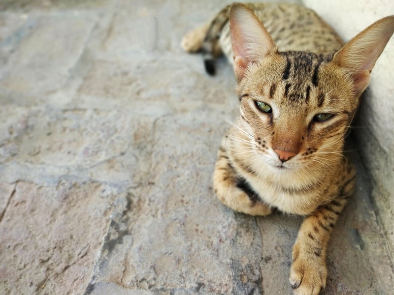 The Savannah breed can live between 12 and 20 years - incredible for a cat! These cats are recommended only for experienced cat owners, as they are part serval and part domestic.