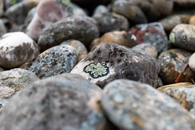 Sand dunes shift over time, and in Culbin the movement has revealed pebbled areas called shingle -- rocky habitat that is ideal for a range of lichen species that have adapted to live in harsher conditions. Picture: FLS