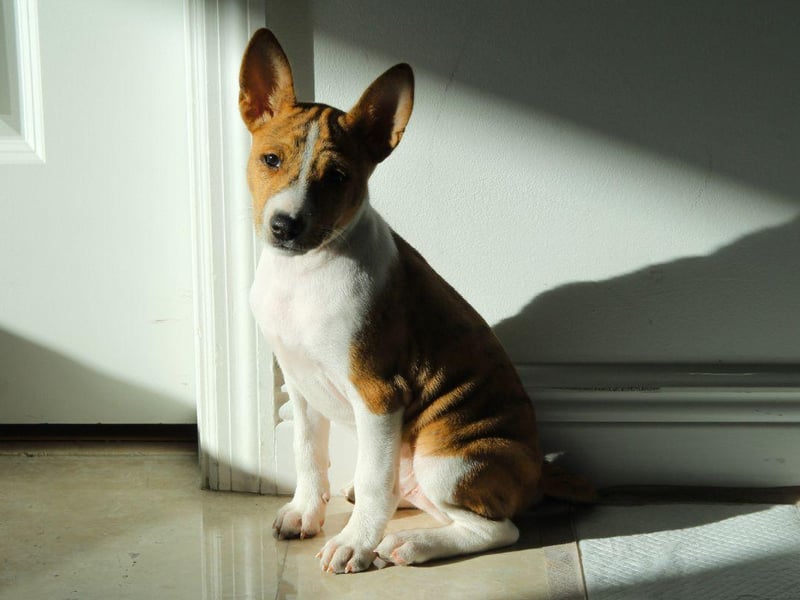 The Basenji is best known as being the dog breed that doesn't bark - they make a strange yodeling noise instead. They are also very independent dogs that are happy to amuse themselves and are not needy or demanding.