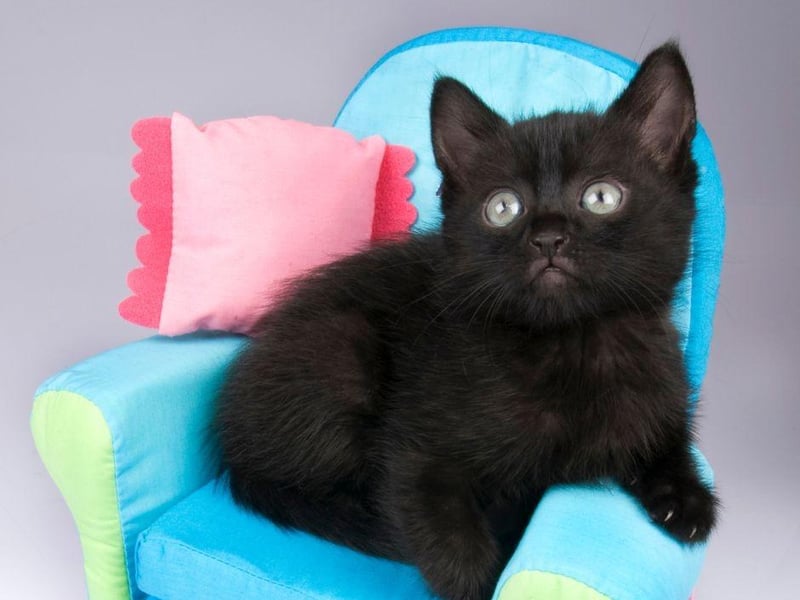 The Bombay cat loves to give and receive affection in equal measure and are known to be good at entertaining themselves.