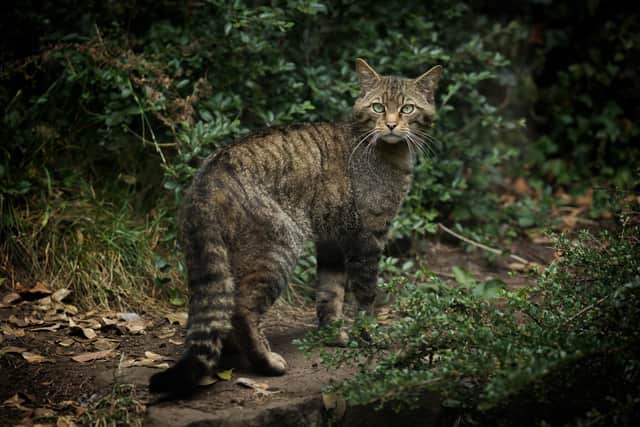 Today only a few wildcats remain in remote parts of Scotland, though none are believed to be pure-bred – numbers are so low that experts have concluded the species is “functionally extinct” in the wild