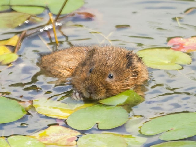 While water voles don't hibernate, they do spend most of their time in their burrows during winter. April is the perfect time to see them out-and-about on a sunny day, although patience is required as they are shy creatures. Set up camp next to a river or canal where you know they live, enjoy a long and relaxed picnic, and keep your eye out.