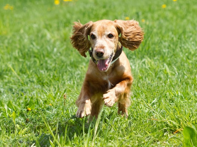 With 8,024 registrations in the first quarter of 2021, the Cocker Spaniel is the third most popular dog of the year so far. Cockers can actually be one of two distinct breeds - the American Cocker Spaniel or the English Cocker Spaniel.