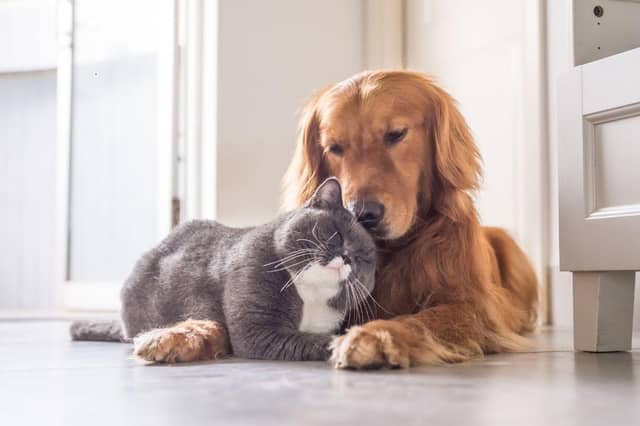 The two most popular pets in Britain don't always have to fight like cat and dog.