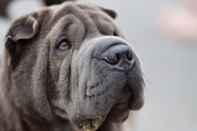 Shar-Peis have particularly narrow ear canals, meaning that it doesn't take much to block them and cause issues.