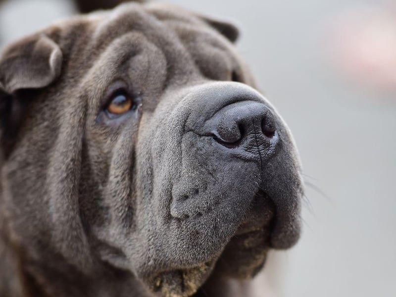 Shar-Peis have particularly narrow ear canals, meaning that it doesn't take much to block them and cause issues.