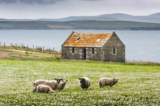 A new fellowship has been launched, providing funding for research into supporting the viability and sustainability of crofts and small farms in the north Highlands (pic: Getty Images/iStockphoto)
