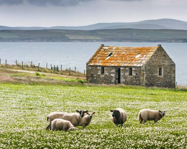 A new fellowship has been launched, providing funding for research into supporting the viability and sustainability of crofts and small farms in the north Highlands (pic: Getty Images/iStockphoto)