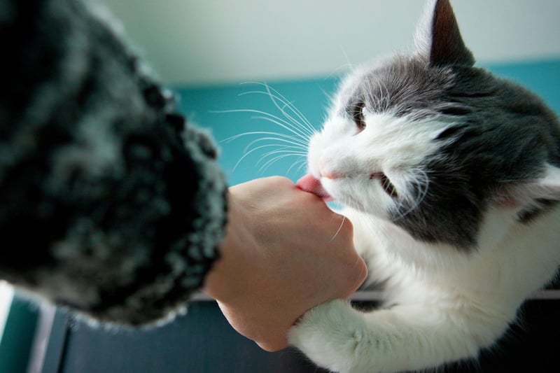 Scent communications in a cat’s environment can be both reassuring and allow them to communicate with other cats. Consider where appropriate, growing an indoor cat herb planter with herbs such as catmint, German chamomile, rosemary, or marjoram – these can all help to enhance their odour landscape within the home.