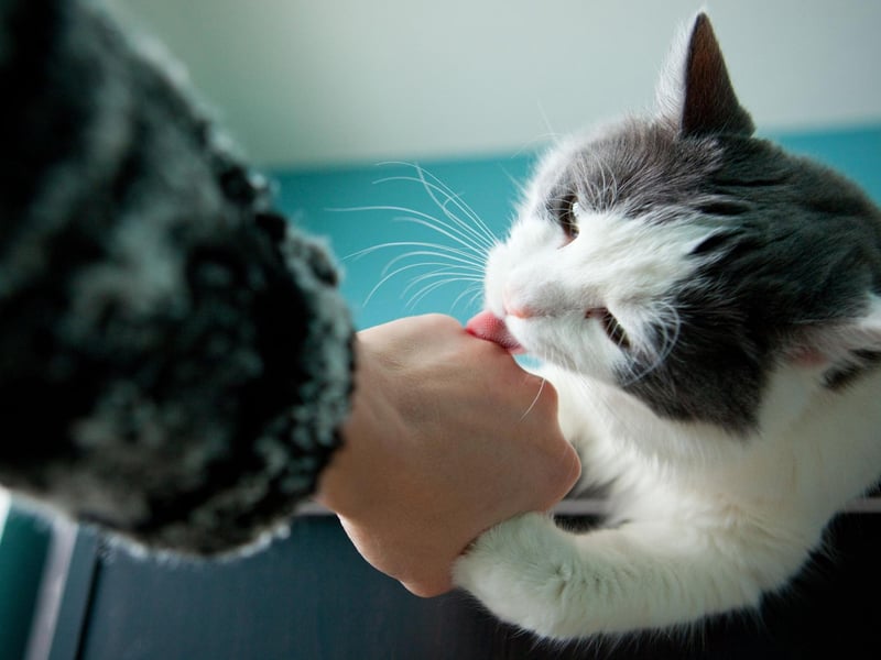 Scent communications in a cat’s environment can be both reassuring and allow them to communicate with other cats. Consider where appropriate, growing an indoor cat herb planter with herbs such as catmint, German chamomile, rosemary, or marjoram – these can all help to enhance their odour landscape within the home.