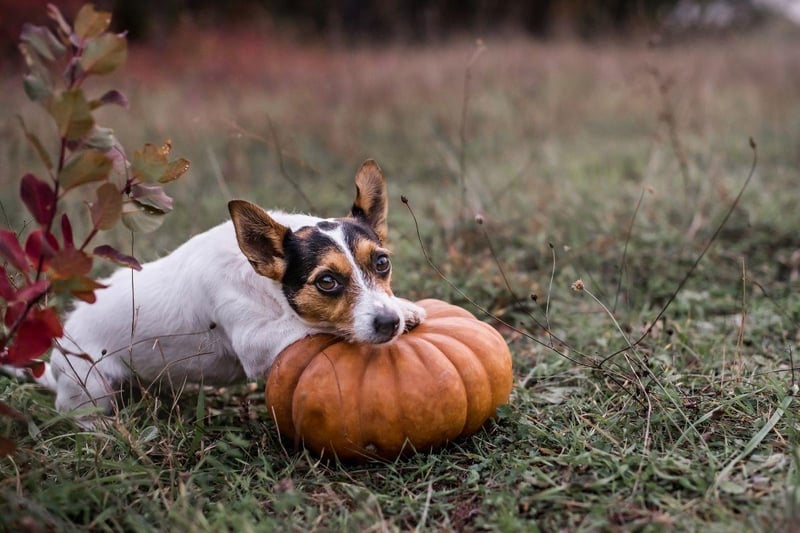 In preparation for a spooky October visit a pumpkin patch together. There are many dog friendly pumpkin patches in the UK, and it’s a great outdoors activity that you can enjoy together. Fill your boots (and wheelbarrows), take plenty of photos and make lots of autumnal memories.