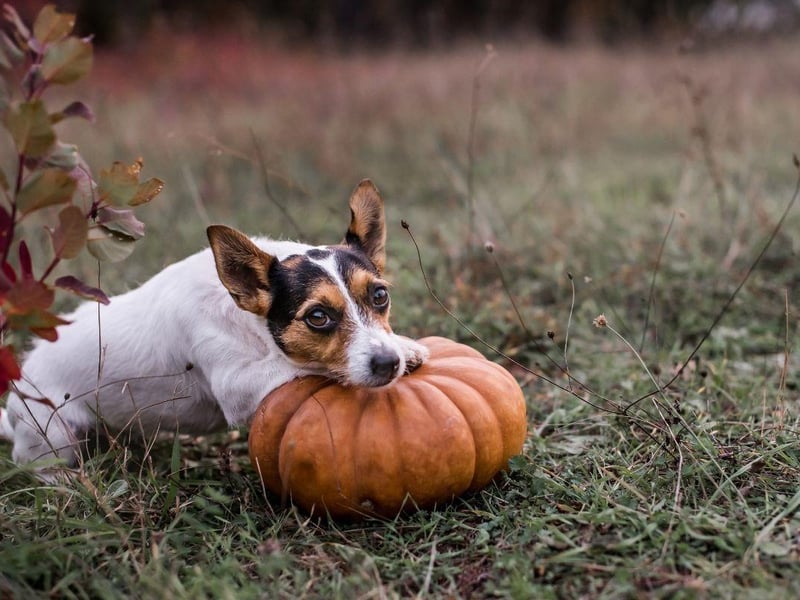 In preparation for a spooky October visit a pumpkin patch together. There are many dog friendly pumpkin patches in the UK, and it’s a great outdoors activity that you can enjoy together. Fill your boots (and wheelbarrows), take plenty of photos and make lots of autumnal memories.