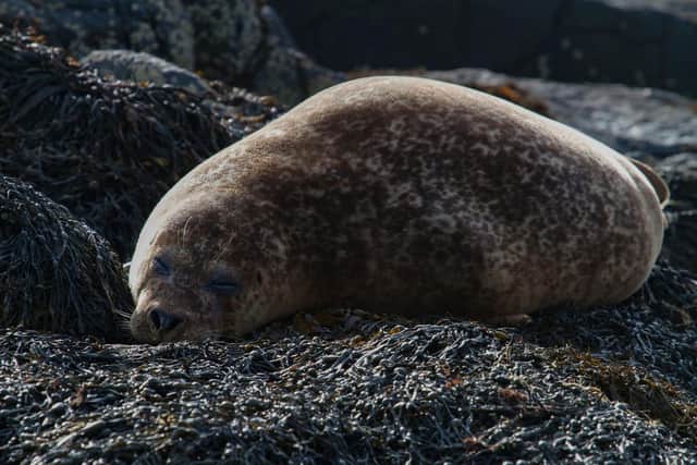 Harbour seal.