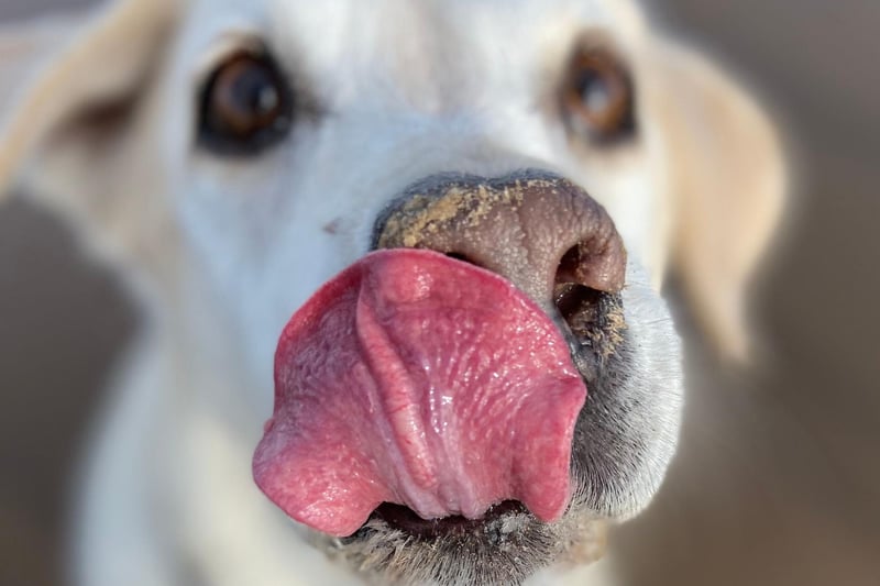 Sometimes true. Most often dogs will lick to communicate or to ‘taste’ you to see where you’ve been. However, some do it as a form of affection, especially if their owner makes them feel that it is something they enjoy.
