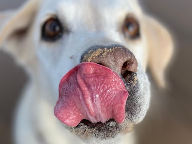 Sometimes true. Most often dogs will lick to communicate or to ‘taste’ you to see where you’ve been. However, some do it as a form of affection, especially if their owner makes them feel that it is something they enjoy.