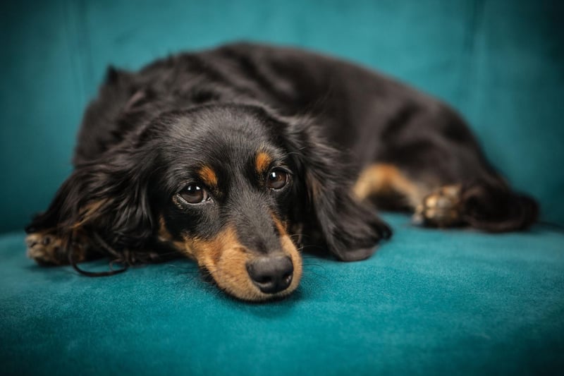 There's no doubt about the most pampered breed of pup. The Dachshund has an average of £1,787.88 spent on them each year - over £280 more than any other breed.
