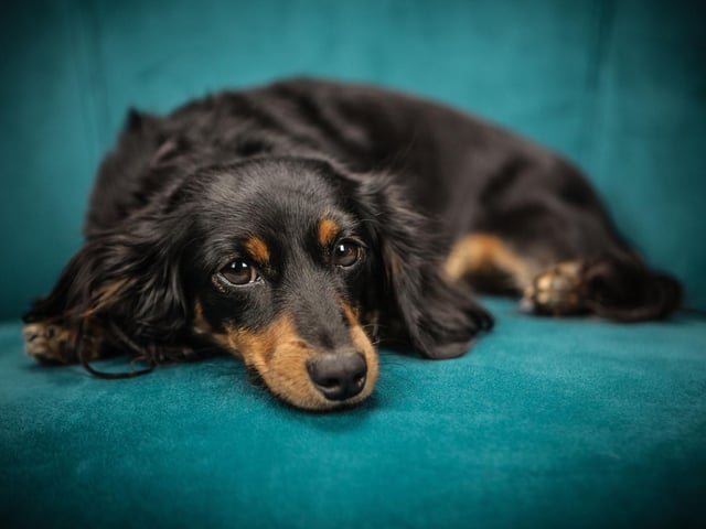 There's no doubt about the most pampered breed of pup. The Dachshund has an average of £1,787.88 spent on them each year - over £280 more than any other breed.