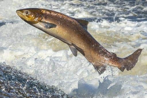Anglers have been catching cultivated salmon in the wild in Scottish rivers after nearly 50,000 escaped from a fish farm on the west coast during Storm Ellen