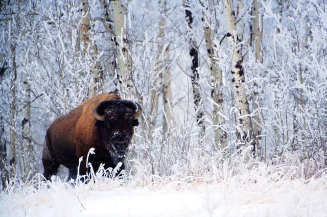 A bison on Elk island, less than an hour’s drive from Edmonton. A National Park, you’re guaranteed to spot majestic bison, elk, moose and white-tailed deer free roaming.