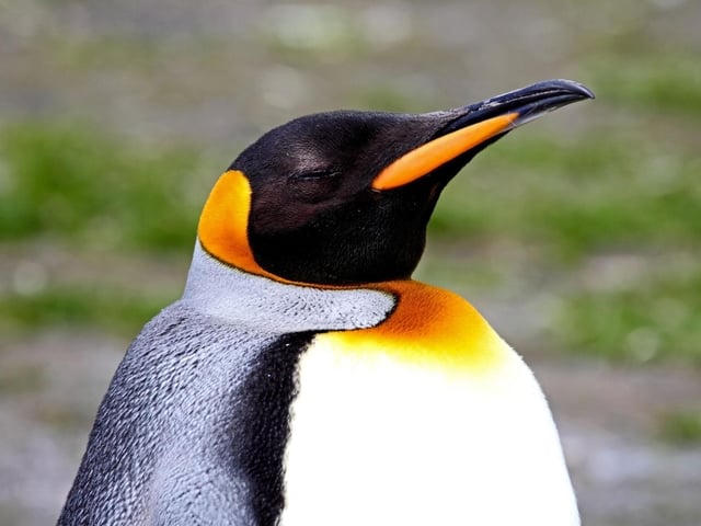 A confused guest staying at Edinburgh Central Waterloo Place Travelodge asked the hotel manager to clarify as to "whether I have to bow to Edinburgh Zoo’s Brigadier Sir Nils Olav". Given that Nils is a king penguin who is the mascot and colonel-in-chief of the Norwegian King's Guard, it's unlikely he would care either way.