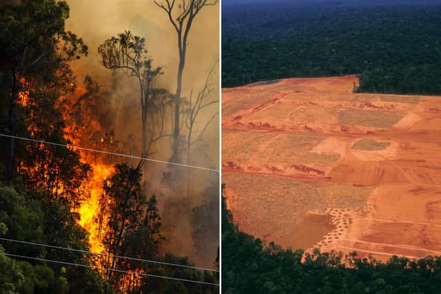 There are both natural and human causes of deforestation, with forest fires known to clear entire areas of forests during drought and dry, extreme heat. (Image credit: Getty Images via Canva Pro)