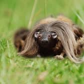 An old joke in Scotland was telling American tourists who asked 'What is a haggis?' That it's "a small four-legged creature from the Highlands!" Some reported that this was actually taken seriously, however, and not humorously as intended.