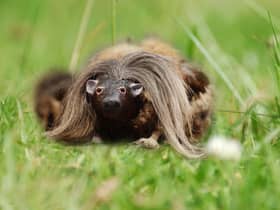 An old joke in Scotland was telling American tourists who asked 'What is a haggis?' That it's "a small four-legged creature from the Highlands!" Some reported that this was actually taken seriously, however, and not humorously as intended.