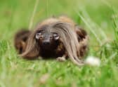 An old joke in Scotland was telling American tourists who asked 'What is a haggis?' That it's "a small four-legged creature from the Highlands!" Some reported that this was actually taken seriously, however, and not humorously as intended.