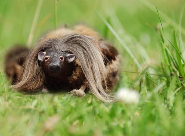 An old joke in Scotland was telling American tourists who asked 'What is a haggis?' That it's "a small four-legged creature from the Highlands!" Some reported that this was actually taken seriously, however, and not humorously as intended.