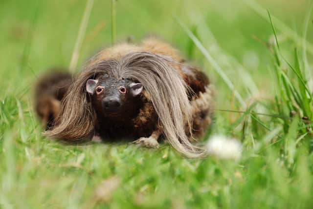 An old joke in Scotland was telling American tourists who asked 'What is a haggis?' That it's "a small four-legged creature from the Highlands!" Some reported that this was actually taken seriously, however, and not humorously as intended.