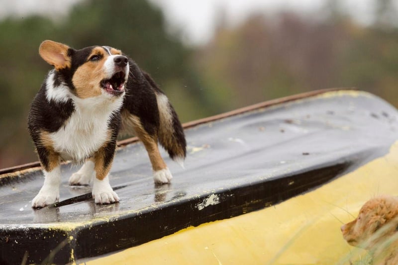 While it's true that some Corgis don't bark, it's a fairly common trait with both breeds - the Pembroke Welsh Corgi and the Cardigan Welsh Corgi. Their vocal nature comes from their history of being bred to herd cattle and sheep.