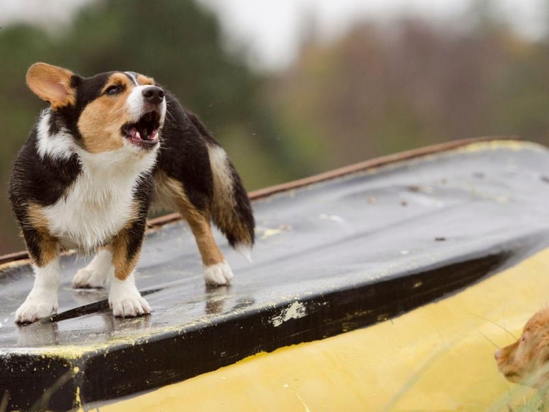 While it's true that some Corgis don't bark, it's a fairly common trait with both breeds - the Pembroke Welsh Corgi and the Cardigan Welsh Corgi. Their vocal nature comes from their history of being bred to herd cattle and sheep.