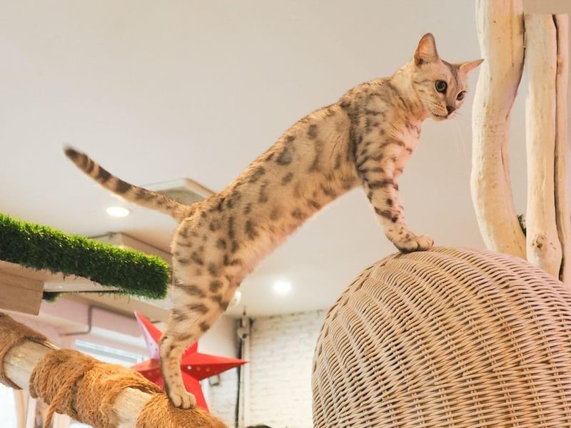 The Bengal cat is a very loyal breed and will often choose one master and bond very closely with them.