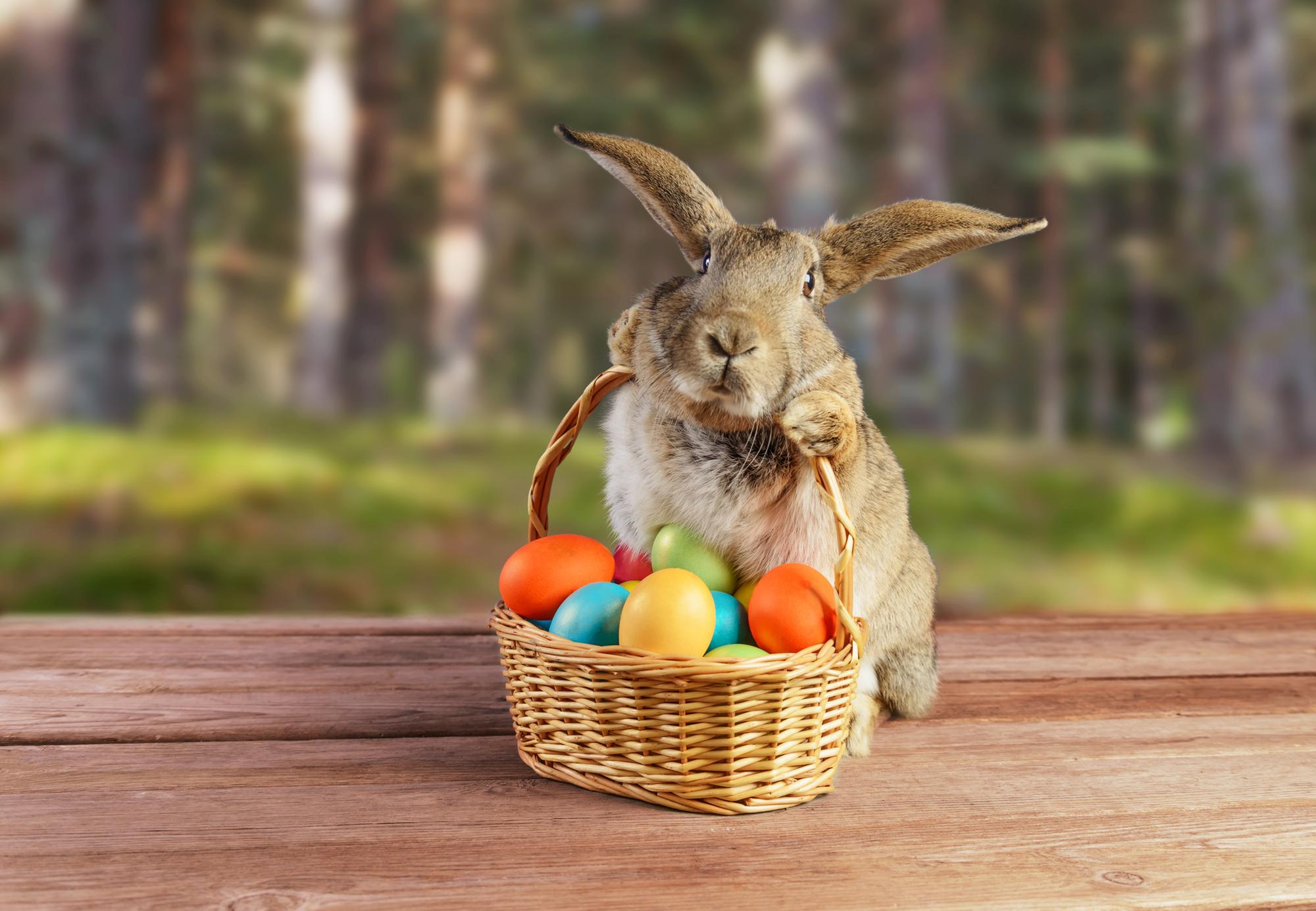 When does the Easter Bunny come? Story behind the famous rabbit we ...