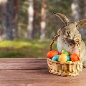 The Easter bunny has long been associated with the holiday of Easter, but where does the famous rabbit come from and what’s his role?