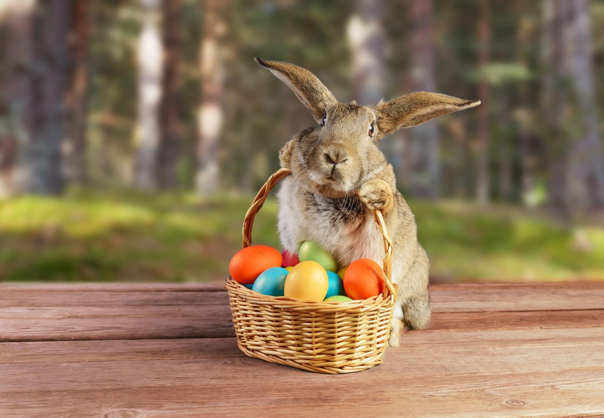 When does the Easter Bunny come? Story behind the famous rabbit we ...