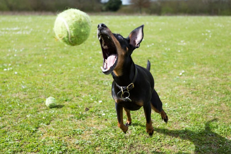 Coming in two sizes - toy and standard - expect to pay around £1,000-£1,500 for a Manchester Terrier.