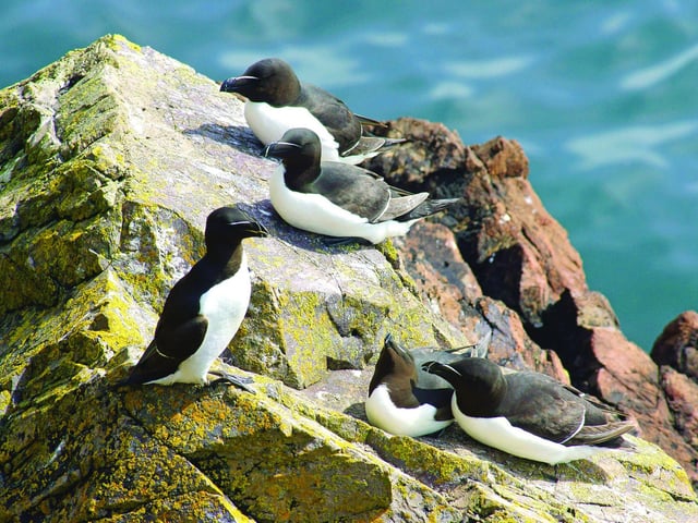The NTS's St Abb's Head National Nature Reserve and its site at Mingulay in the Outer Hebrides are important nesting site for razorbills, which have an amber grading on the international list of birds for conservation concern