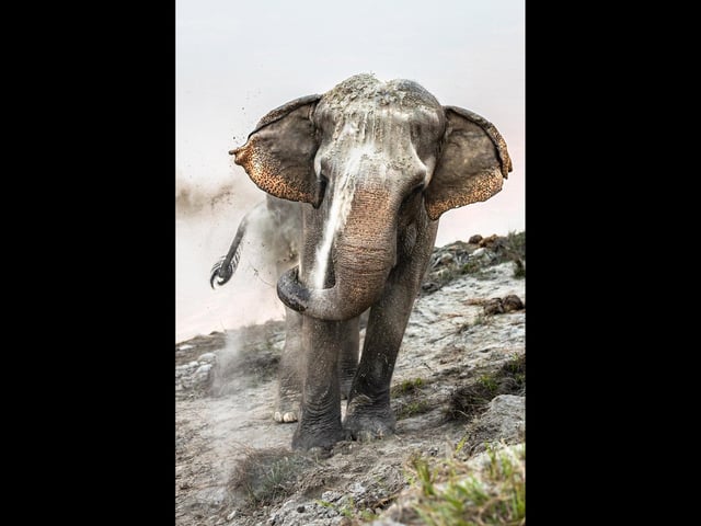 Elephant Sand Bath