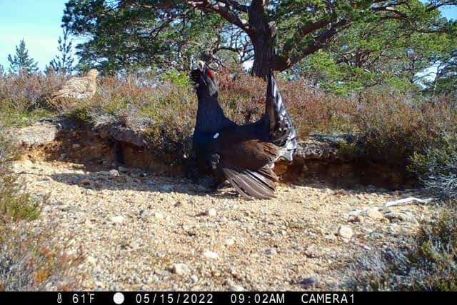 A male capercaillie taken on a hidden camera in the Cairngorms Connect project area
