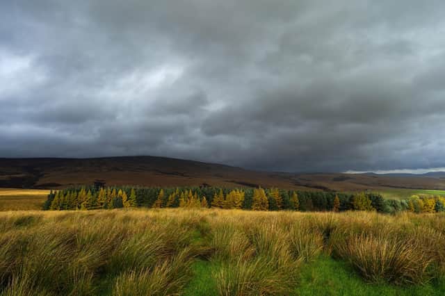 Scottish land prices have been rising as carbon-off-setting investors have moved in (Picture: Ian Forsyth/Getty Images)