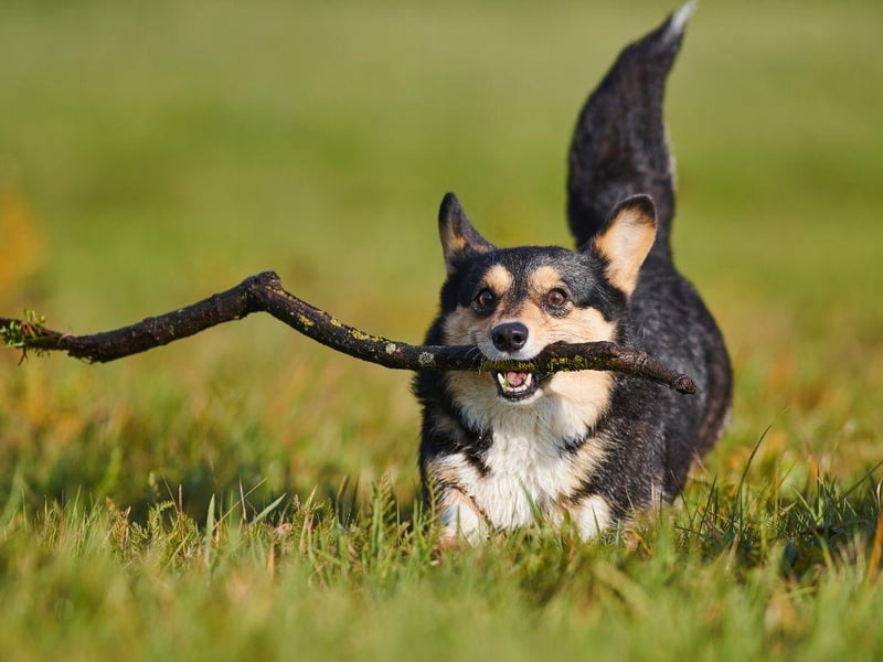 One of two distinct breeds of Corgi (the other being the Cardigan Welsh Corgi) the Pembroke Welsh Corgi comes in two tricolour varieties - brown, tan, and white, and the striking tan, white and black. A favourite of the late Queen Elizabeth II, they were originally used as hunting dogs.