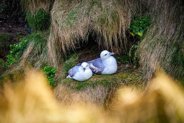 Fulmars pictured on Handa Island