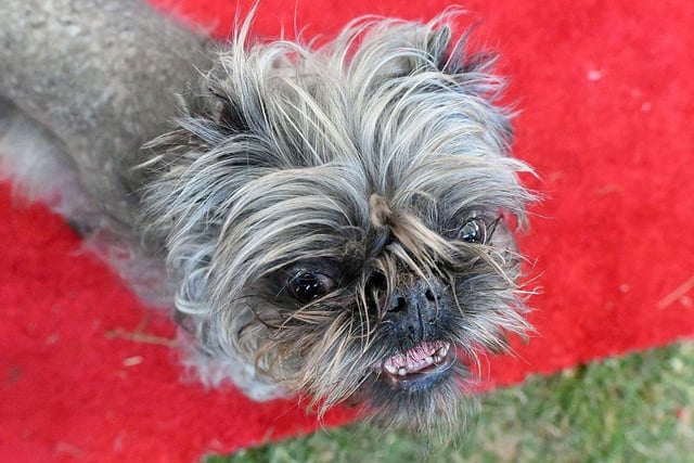 Monkey, a Brussels Griffon owned by Scotch Hayley, walks along the red carpet during the World's Ugliest Dog Competition in 2016.