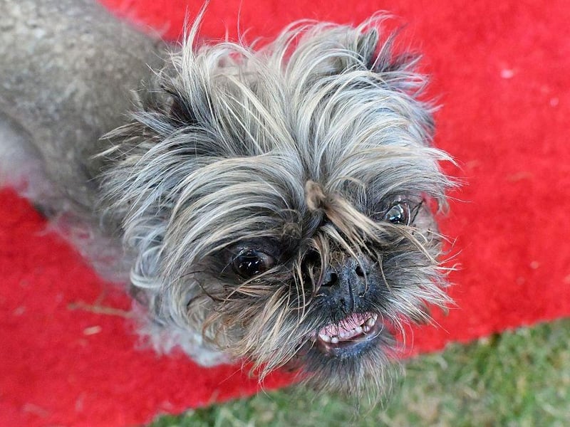 Monkey, a Brussels Griffon owned by Scotch Hayley, walks along the red carpet during the World's Ugliest Dog Competition in 2016.