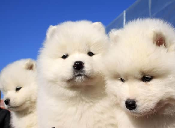 How much do you know about the beautiful Samoyed breed of dog?